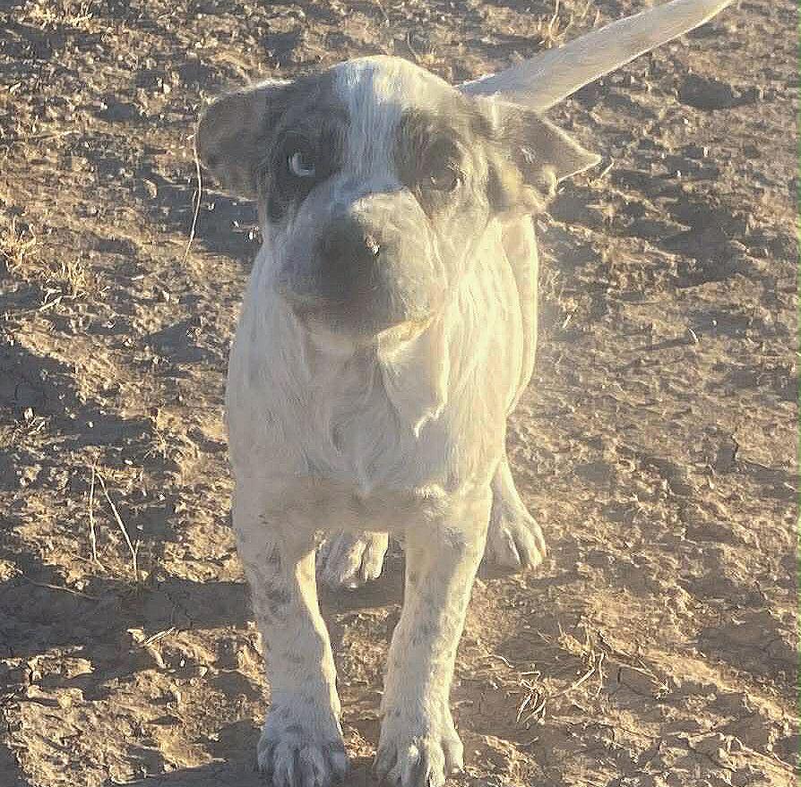 Cognac, ADOPTABLE, Puppy Male Australian Shepherd.