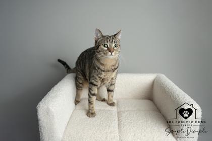 Viola ( orange), Adoptable, Adult Female Domestic Short Hair & Domestic Short Hair.