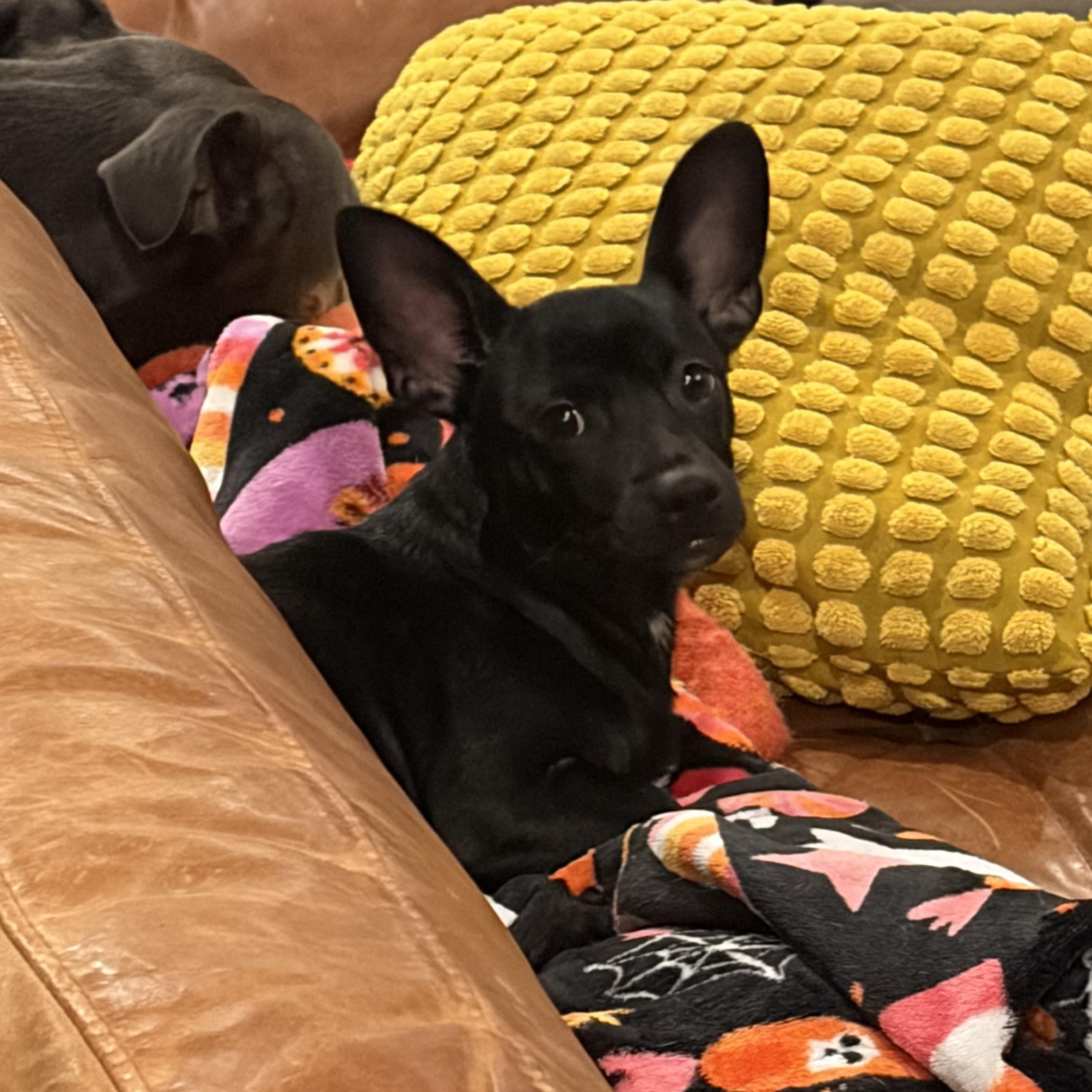 Enlarge Nico, a Adoptable mixed breed in Charlotte, NC image 3/4