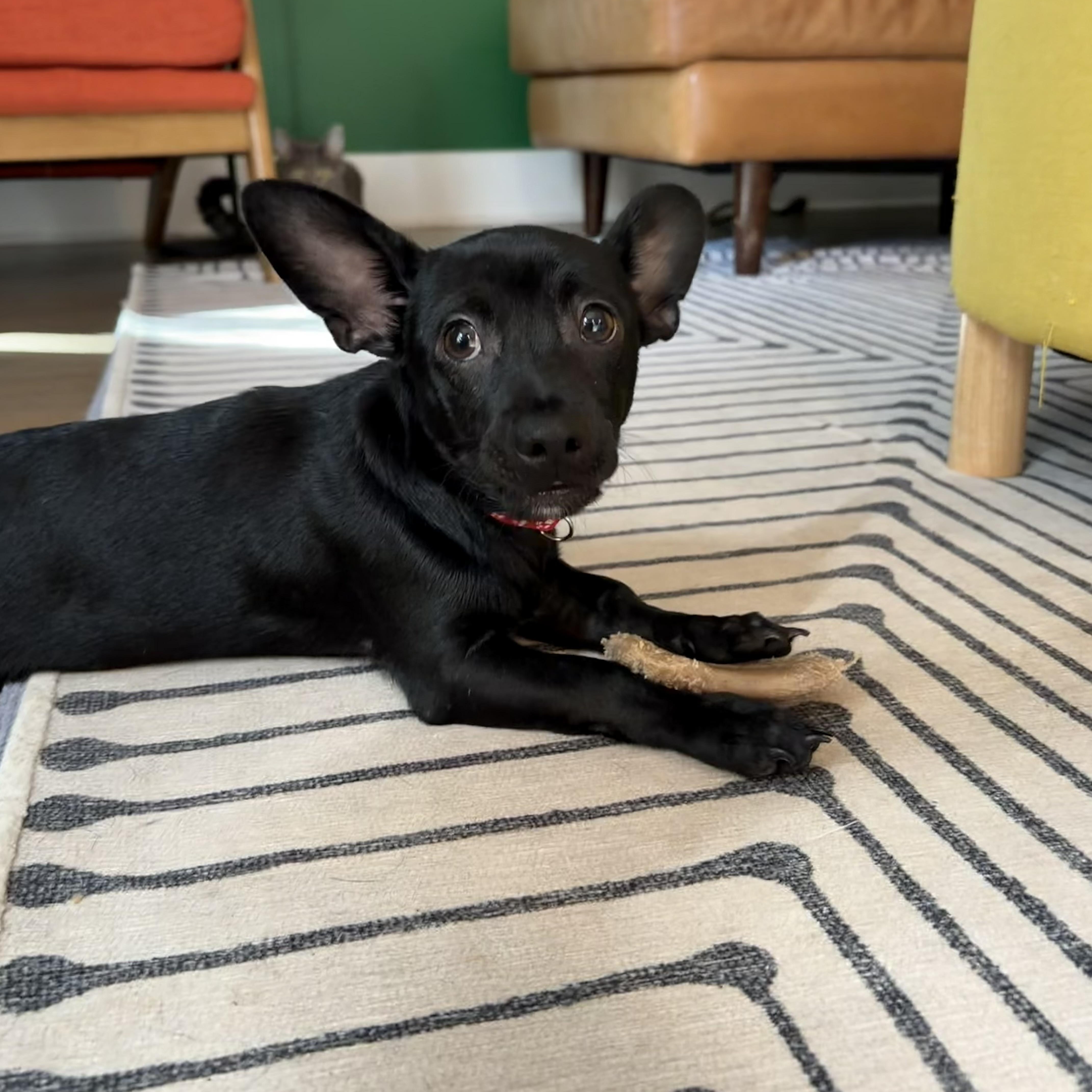 Enlarge Nico, a Adoptable mixed breed in Charlotte, NC image 2/4