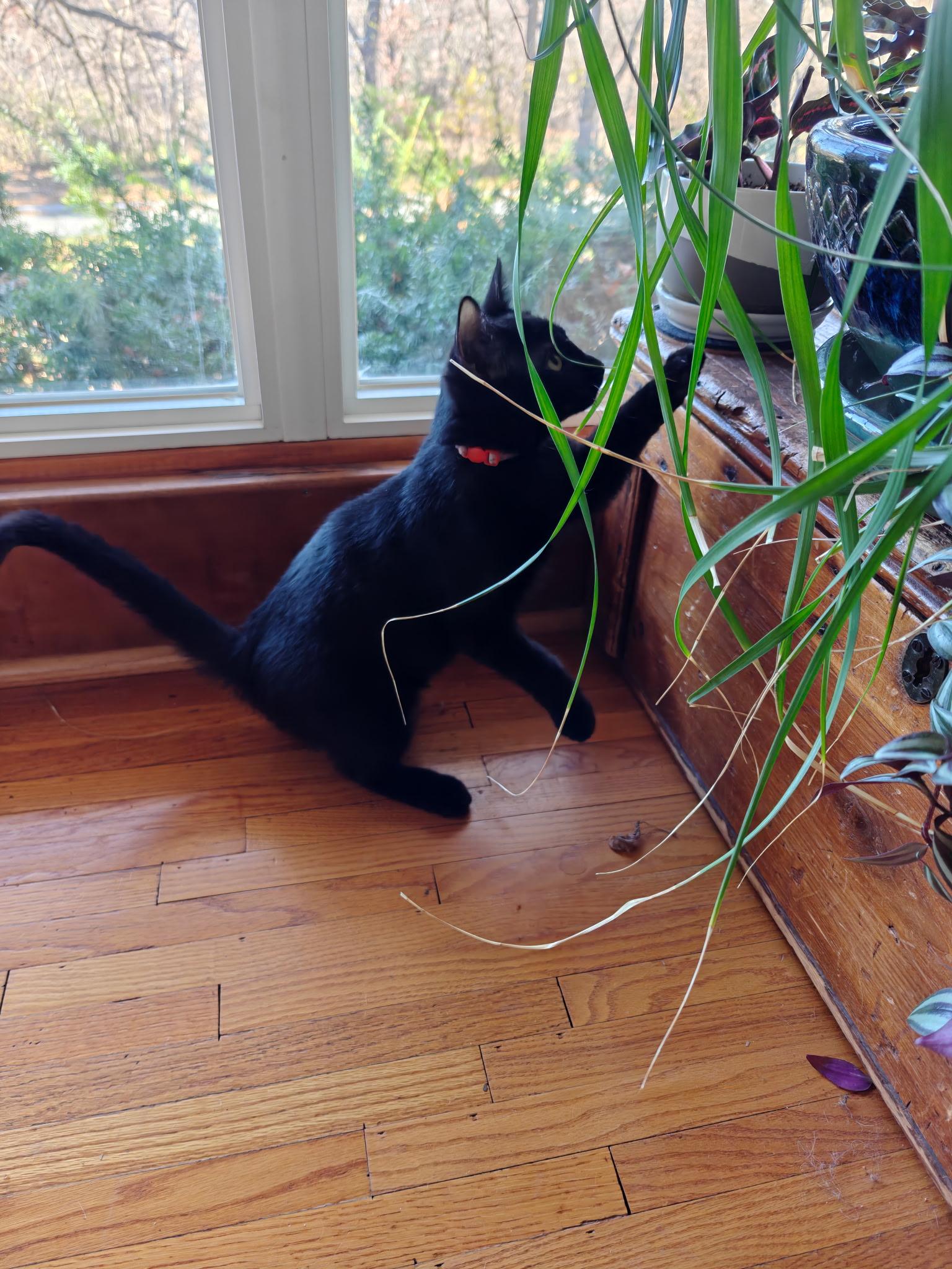 Merlin, a Adoptable Domestic Short Hair in Boone, IA image 2/4