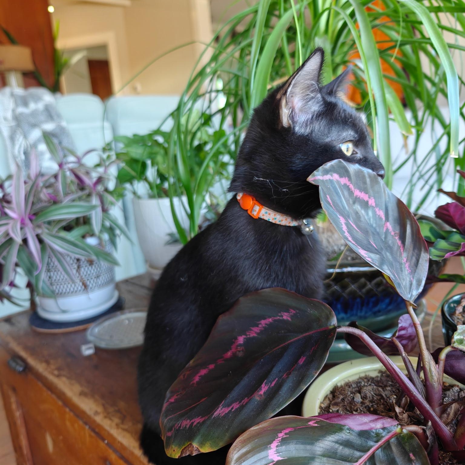 Merlin, a Adoptable Domestic Short Hair in Boone, IA image 3/4