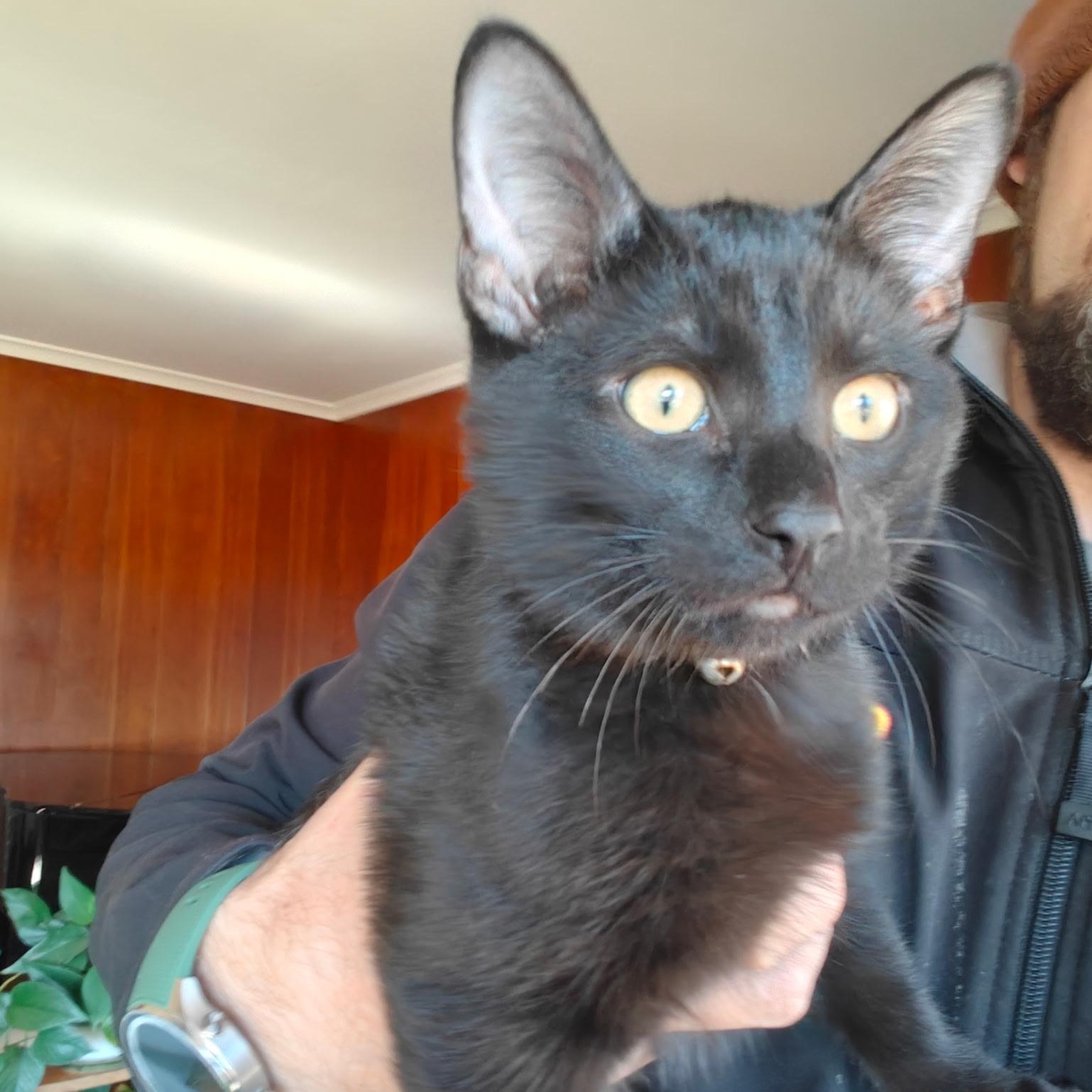 Merlin, Adoptable, Kitten Male Domestic Short Hair.