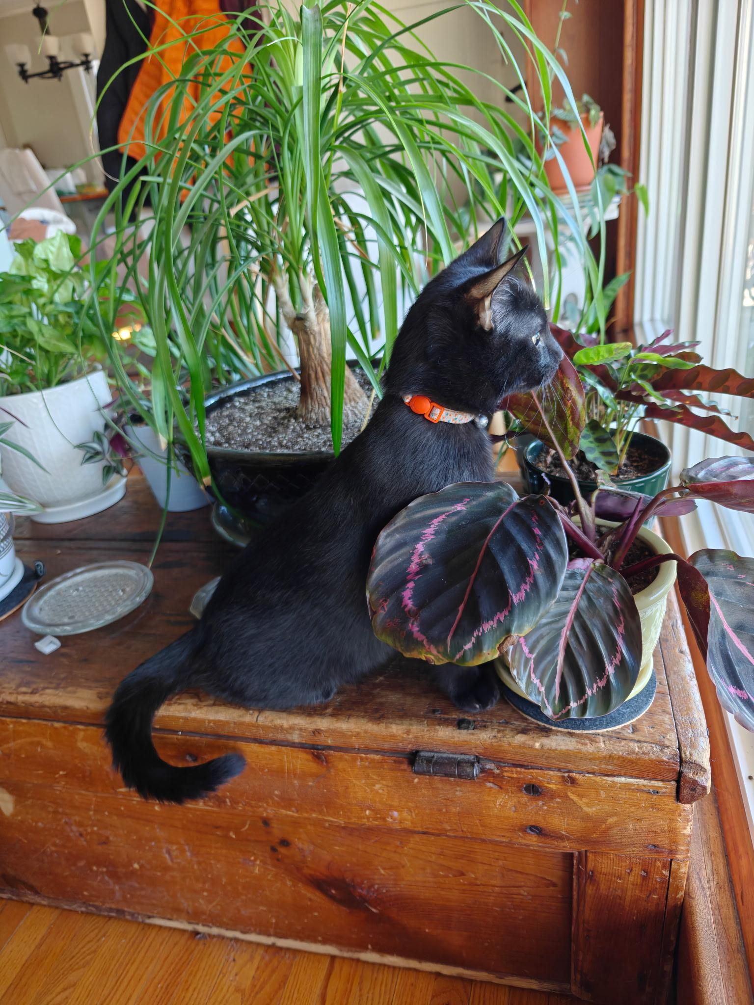 Merlin, a Adoptable Domestic Short Hair in Boone, IA image 4/4