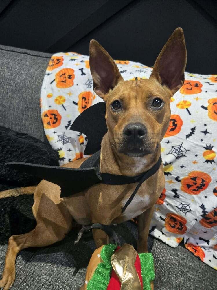 Brisa #A139010 π π¨π¦, Adoptable, Adult Female Pit Bull Terrier.