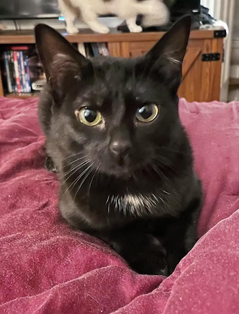 Enlarge Spooky, a Adoptable Domestic Short Hair in Winston Salem , NC image 1/1