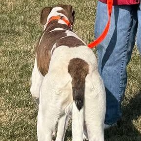 Ozark, an adopted mixed breed in Indianapolis, IN image 1/5