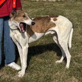 Ozark, adopted, Adult Male Greyhound & Lurcher.