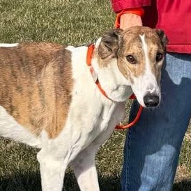 Ozark, an adopted mixed breed in Indianapolis, IN image 2/5