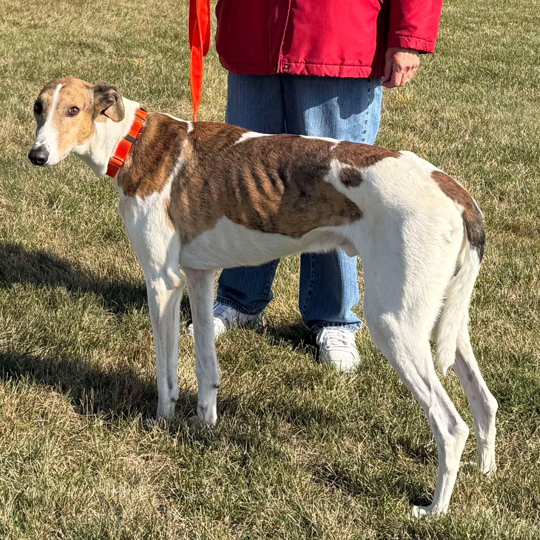Ozark, an adopted mixed breed in Indianapolis, IN image 5/5