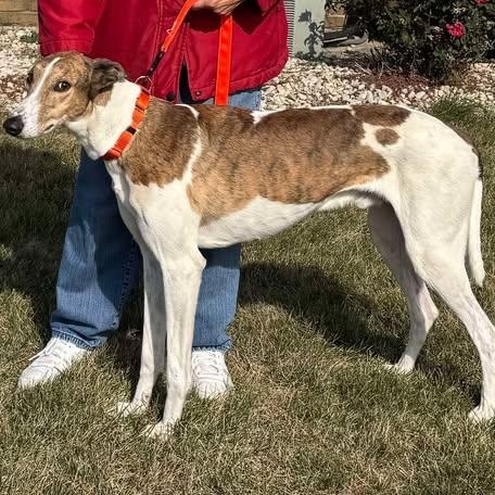 Ozark, an adopted mixed breed in Indianapolis, IN image 3/5