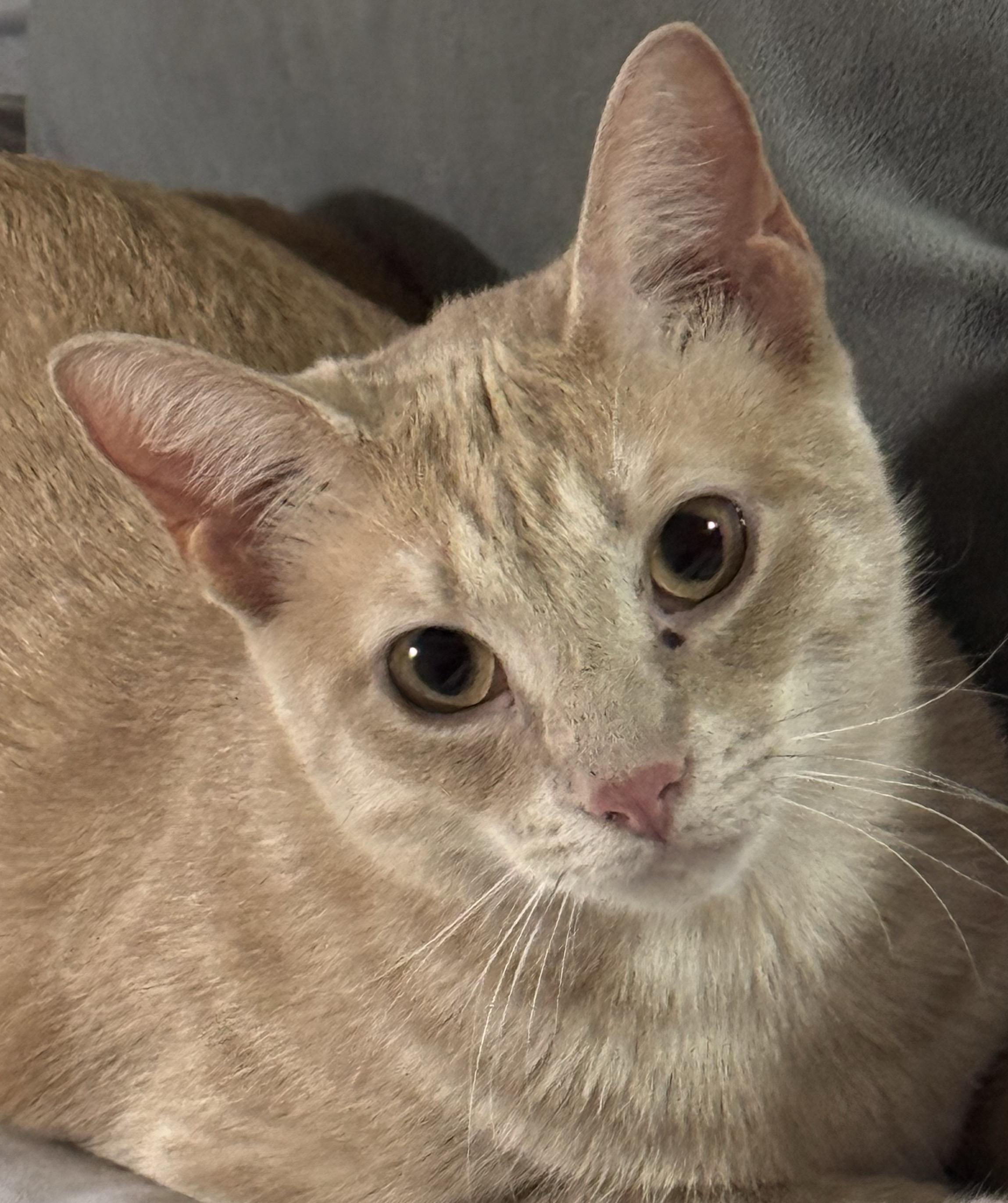 Enlarge Eddie, a Adoptable Domestic Short Hair in Waltham, MA image 3/4