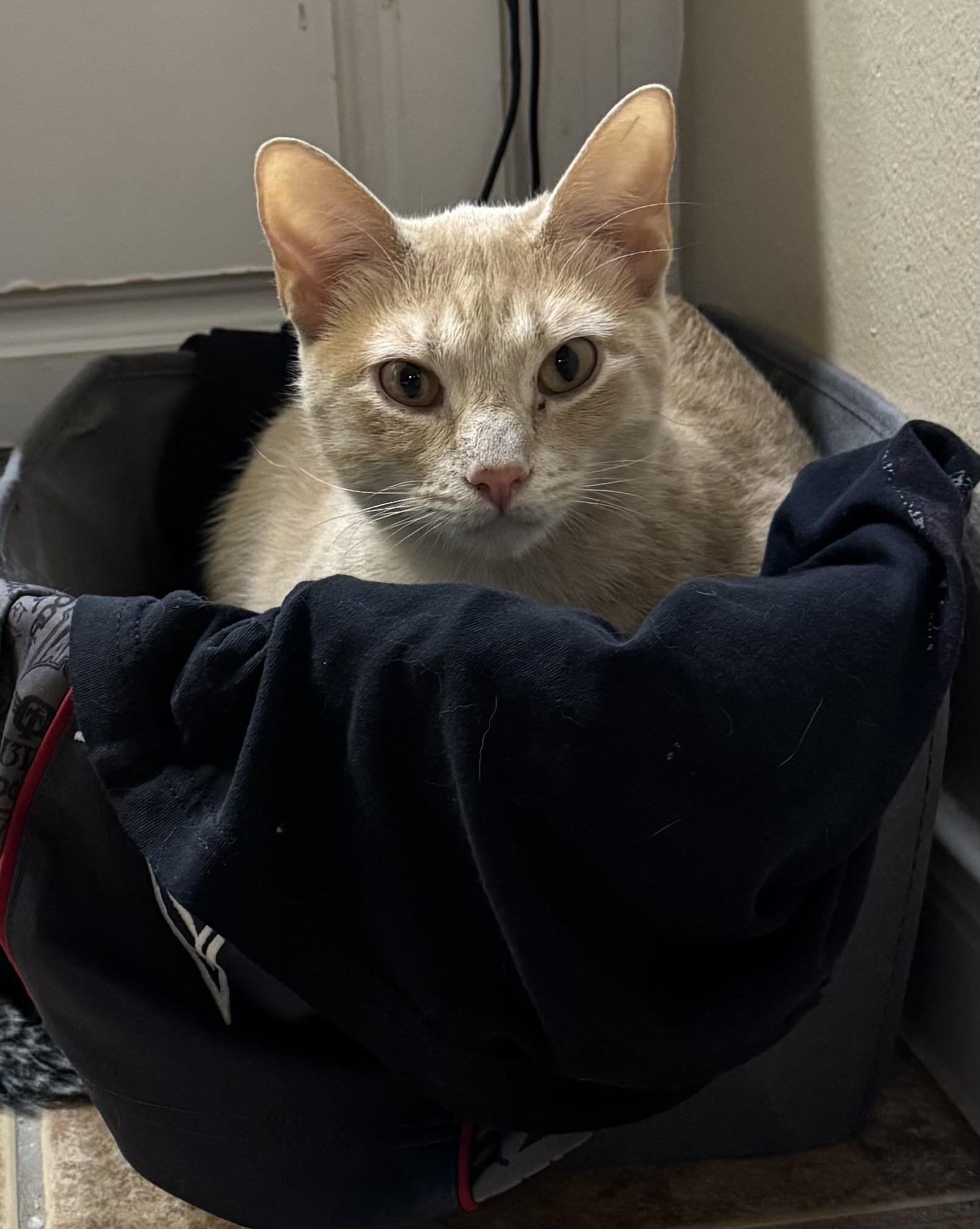Enlarge Eddie, a Adoptable Domestic Short Hair in Waltham, MA image 2/4