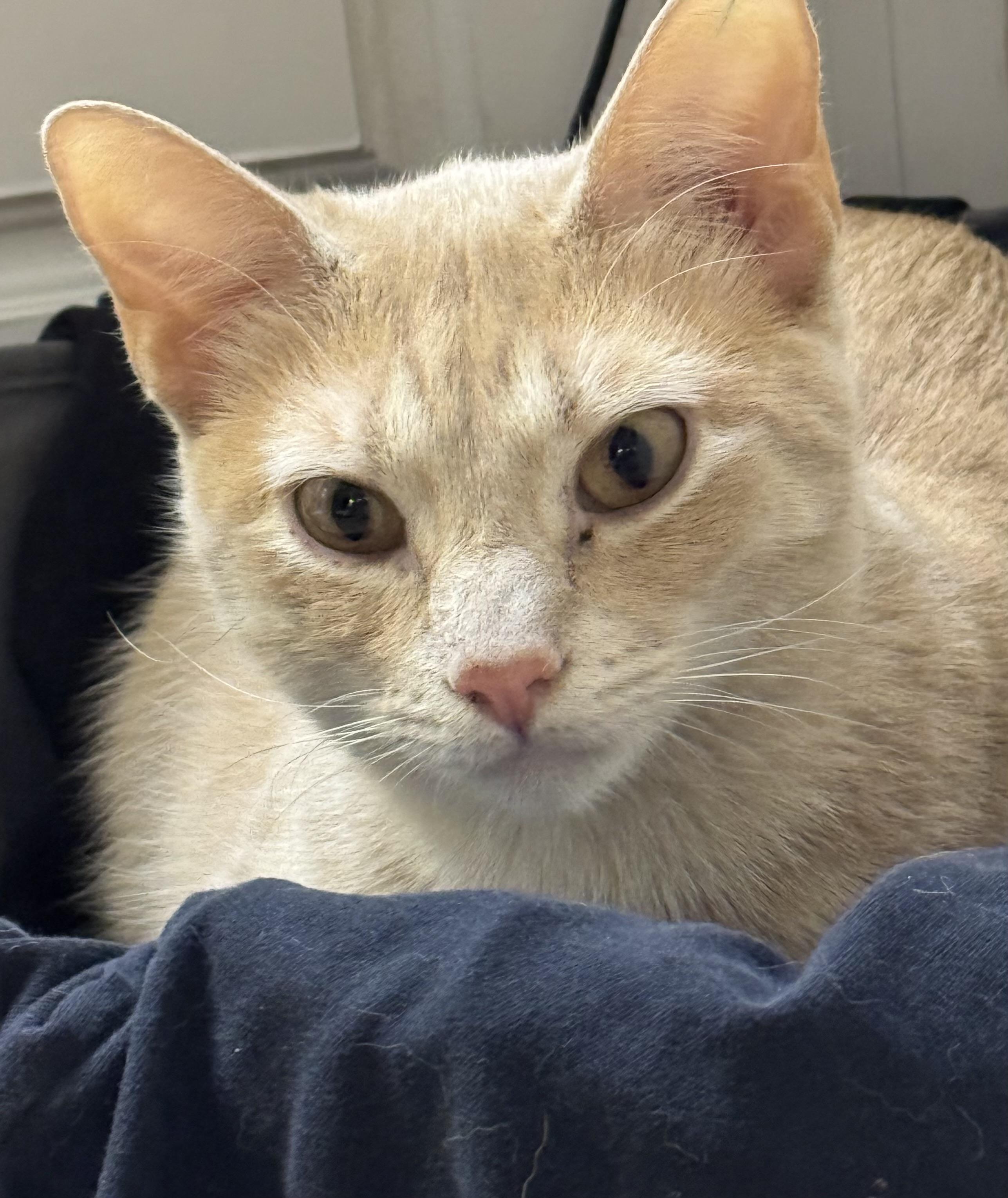 Eddie, Adoptable, Adult Male Domestic Short Hair.
