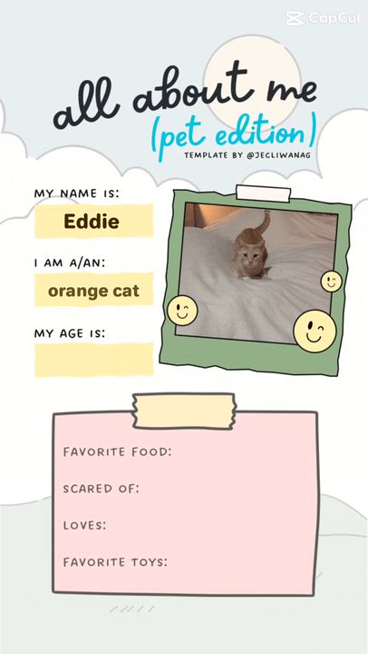 Enlarge Eddie, a Adoptable Domestic Short Hair in Waltham, MA video 4/4
