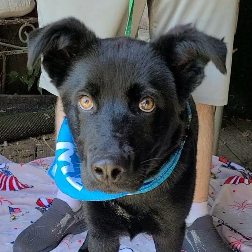Enlarge Rex, a ADOPTABLE mixed breed in Woolwich, ME image 2/4