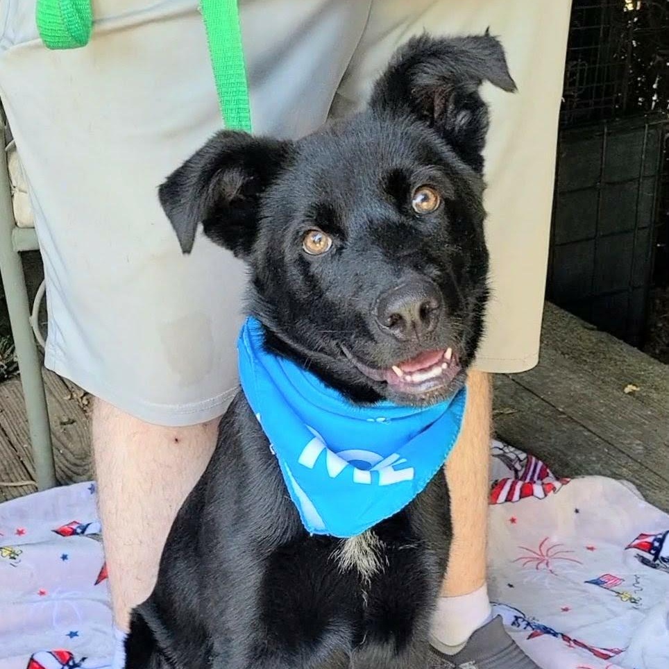 Rex, ADOPTABLE, Young Male Flat-Coated Retriever.