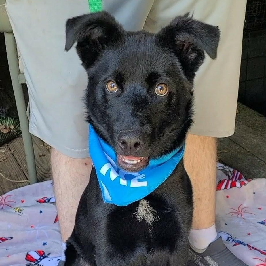 Enlarge Rex, a ADOPTABLE mixed breed in Woolwich, ME image 3/4