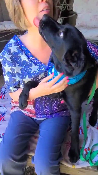 Enlarge Rex, a ADOPTABLE mixed breed in Woolwich, ME video 4/4