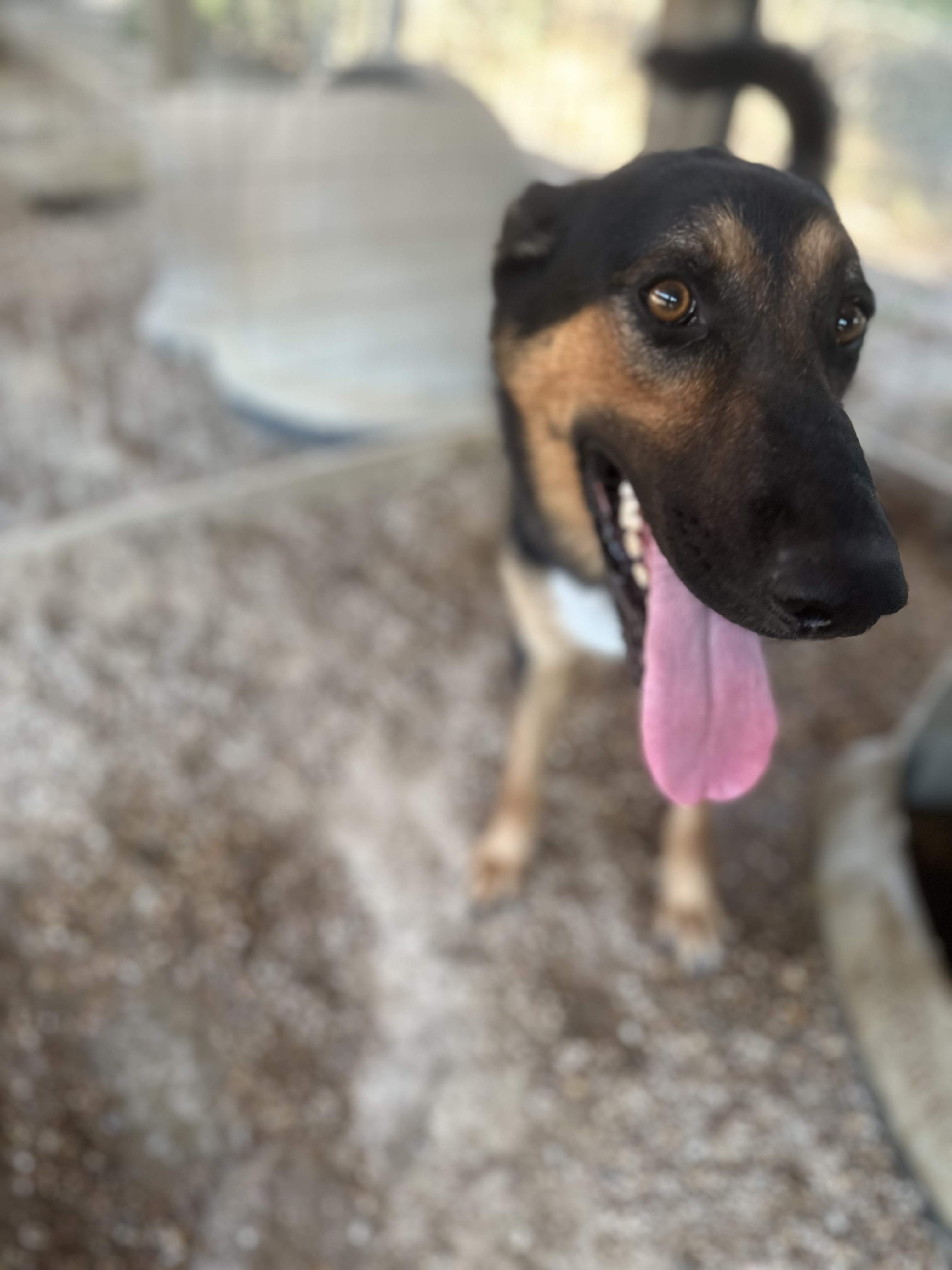 Floki, Young Male German Shepherd Dog