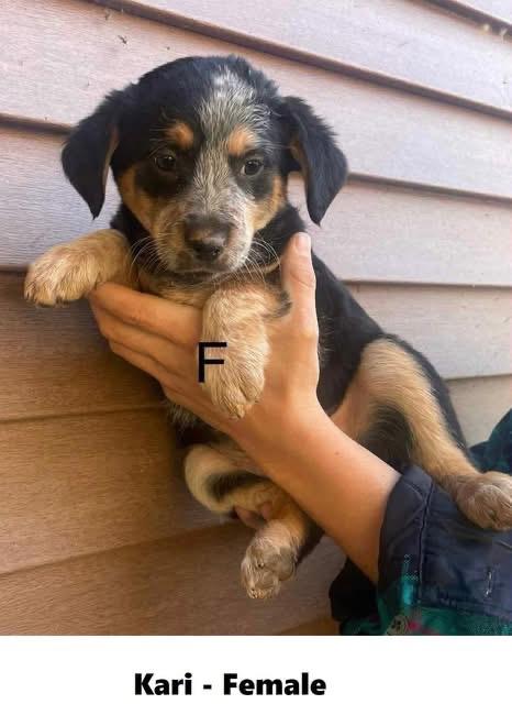 Enlarge Kari, an adoptable mixed breed in Griswold, CT image 1/1