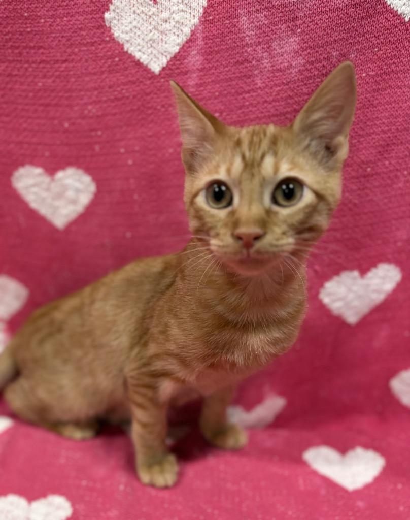 Enlarge Gojo, a Adoptable mixed breed in Corpus Christi, TX image 1/2