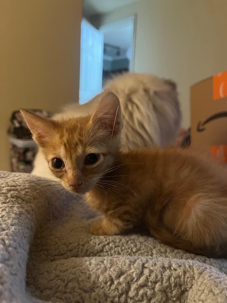 Enlarge Gojo, a Adoptable mixed breed in Corpus Christi, TX image 2/2