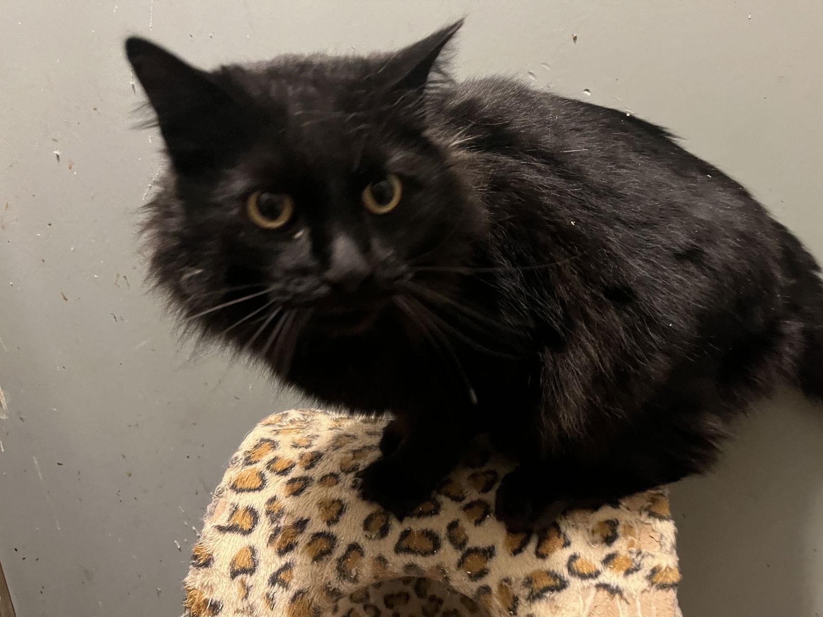 Enlarge Voodoo, a Adopted Domestic Long Hair in Zimmerman, MN image 1/1