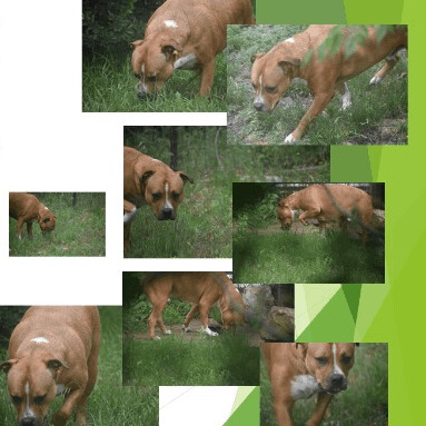 Mozart, a Adoptable mixed breed in Denison, TX image 3/4