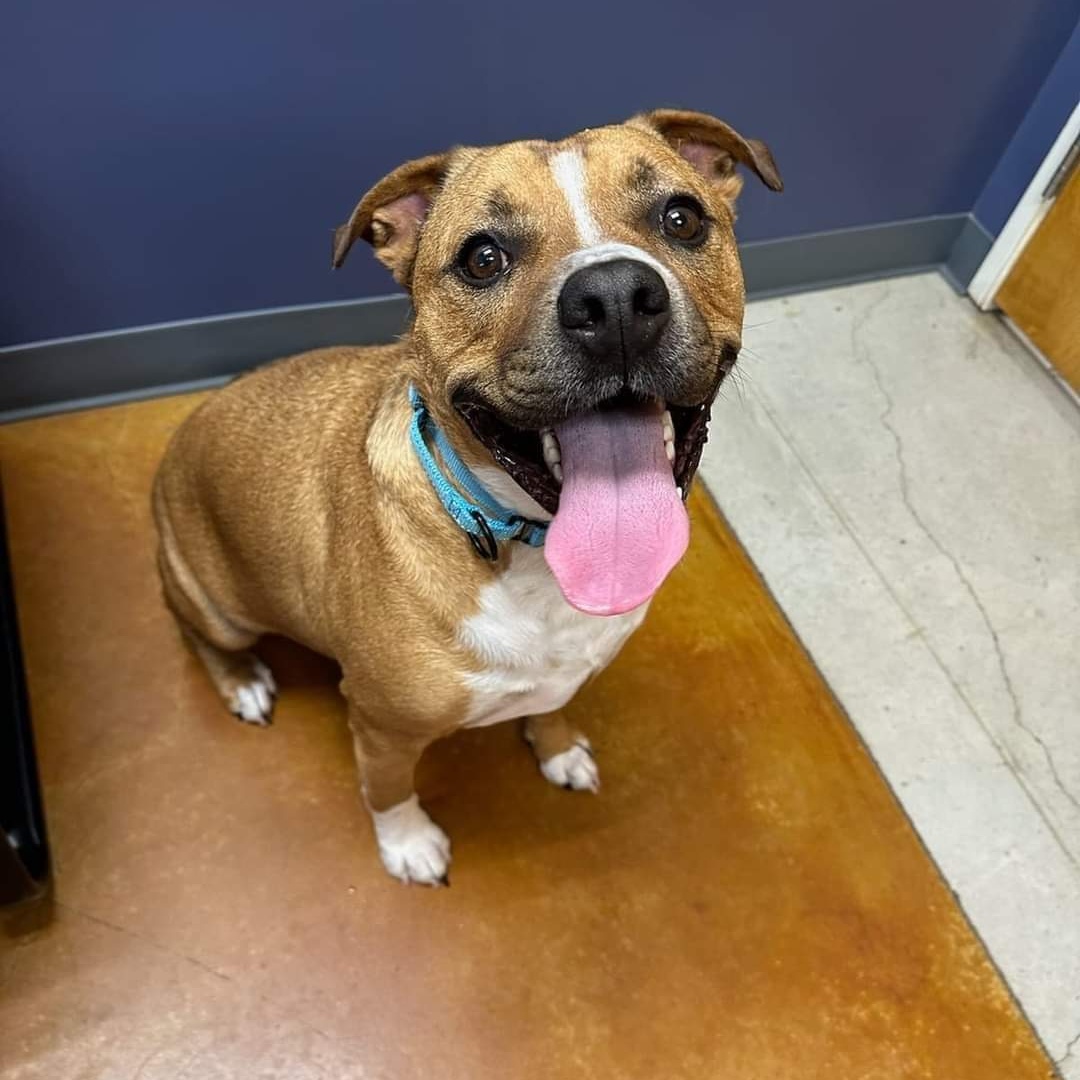 Mozart, a Adoptable mixed breed in Denison, TX image 2/4