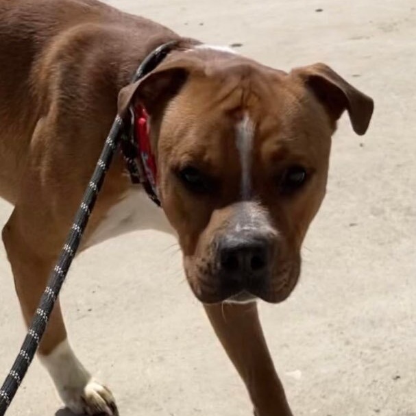 Mozart, a Adoptable mixed breed in Denison, TX image 4/4