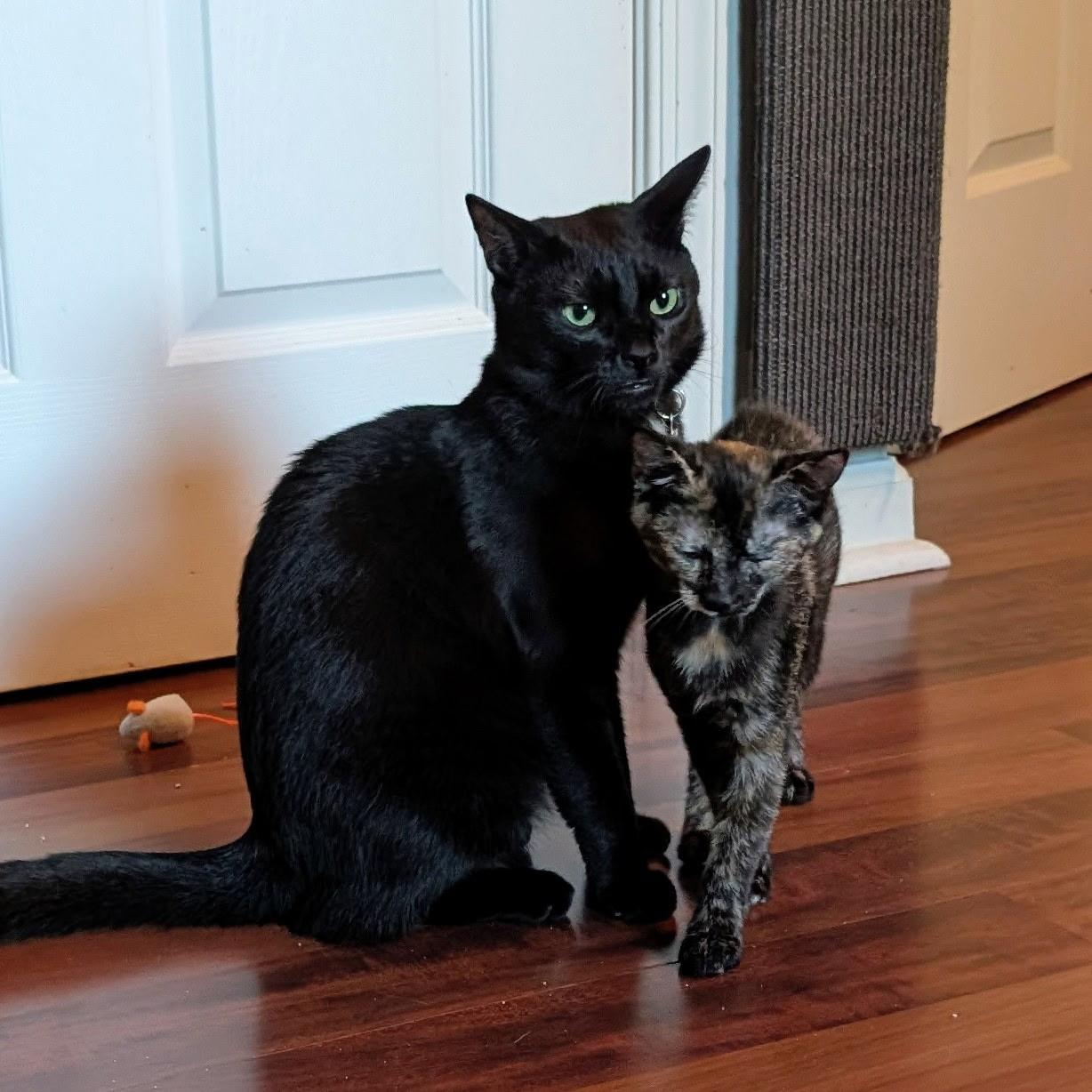 Enlarge Anne Bonny, a Adoptable Domestic Short Hair in Leesburg, VA image 4/6