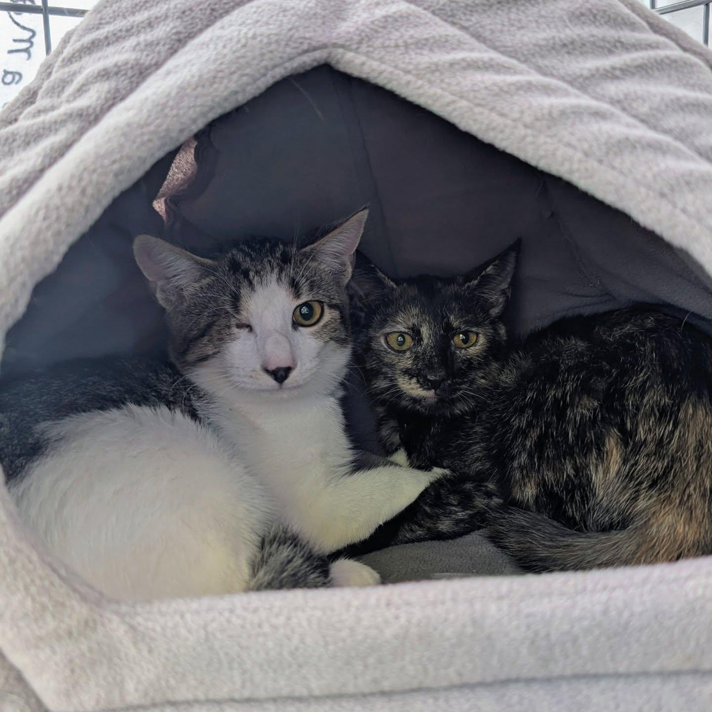 Enlarge Anne Bonny, a Adoptable Domestic Short Hair in Leesburg, VA image 1/6