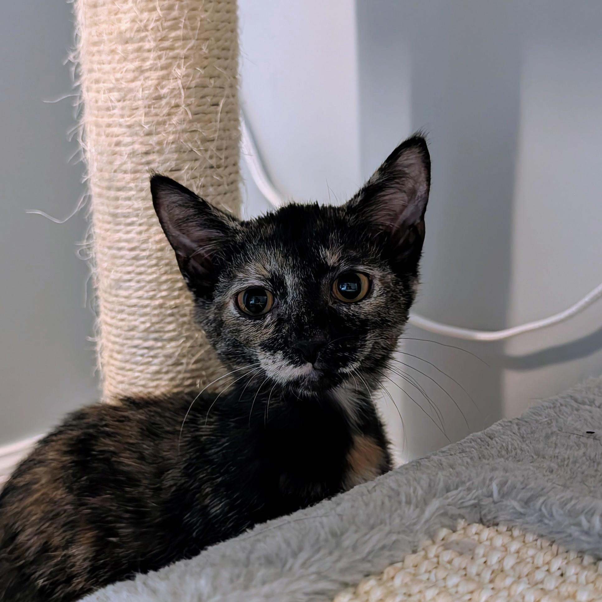 Enlarge Anne Bonny, a Adoptable Domestic Short Hair in Leesburg, VA image 3/6