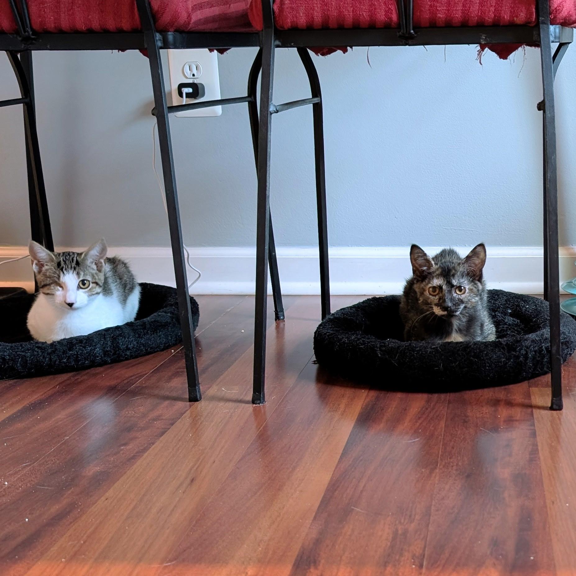 Enlarge Anne Bonny, a Adoptable Domestic Short Hair in Leesburg, VA image 5/6