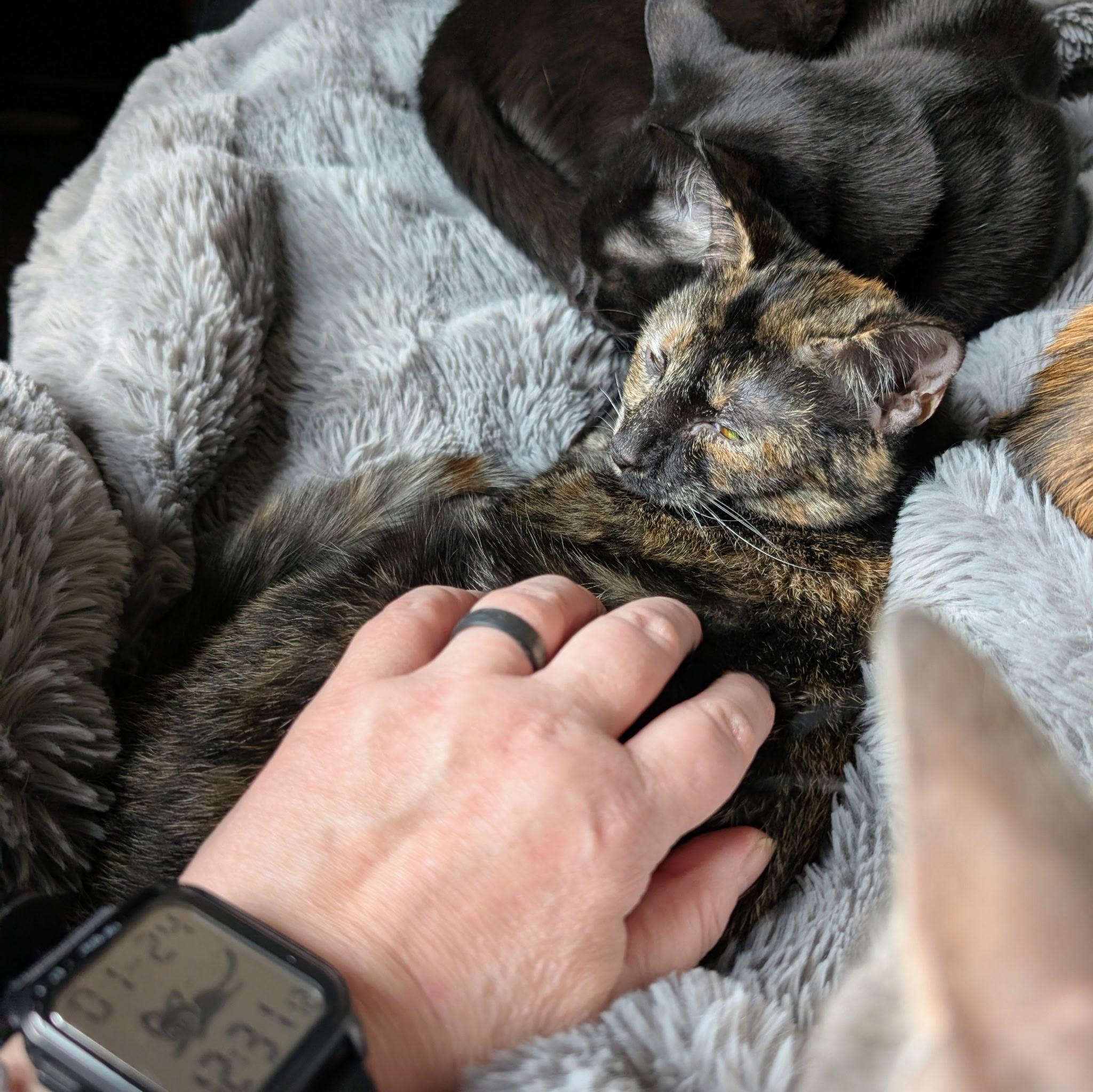 Enlarge Anne Bonny, a Adoptable Domestic Short Hair in Leesburg, VA image 2/6