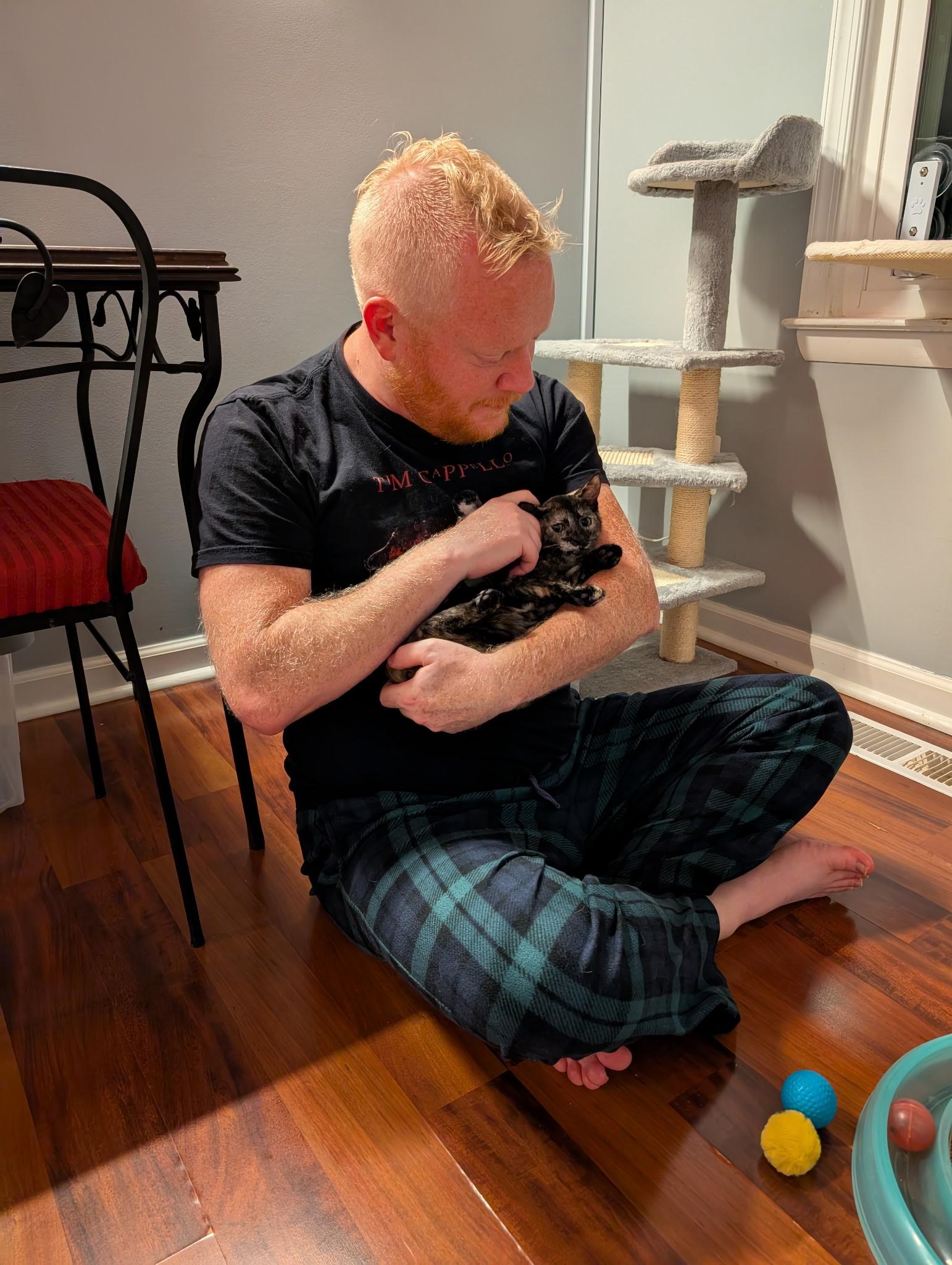 Enlarge Anne Bonny, a Adoptable Domestic Short Hair in Leesburg, VA image 6/6