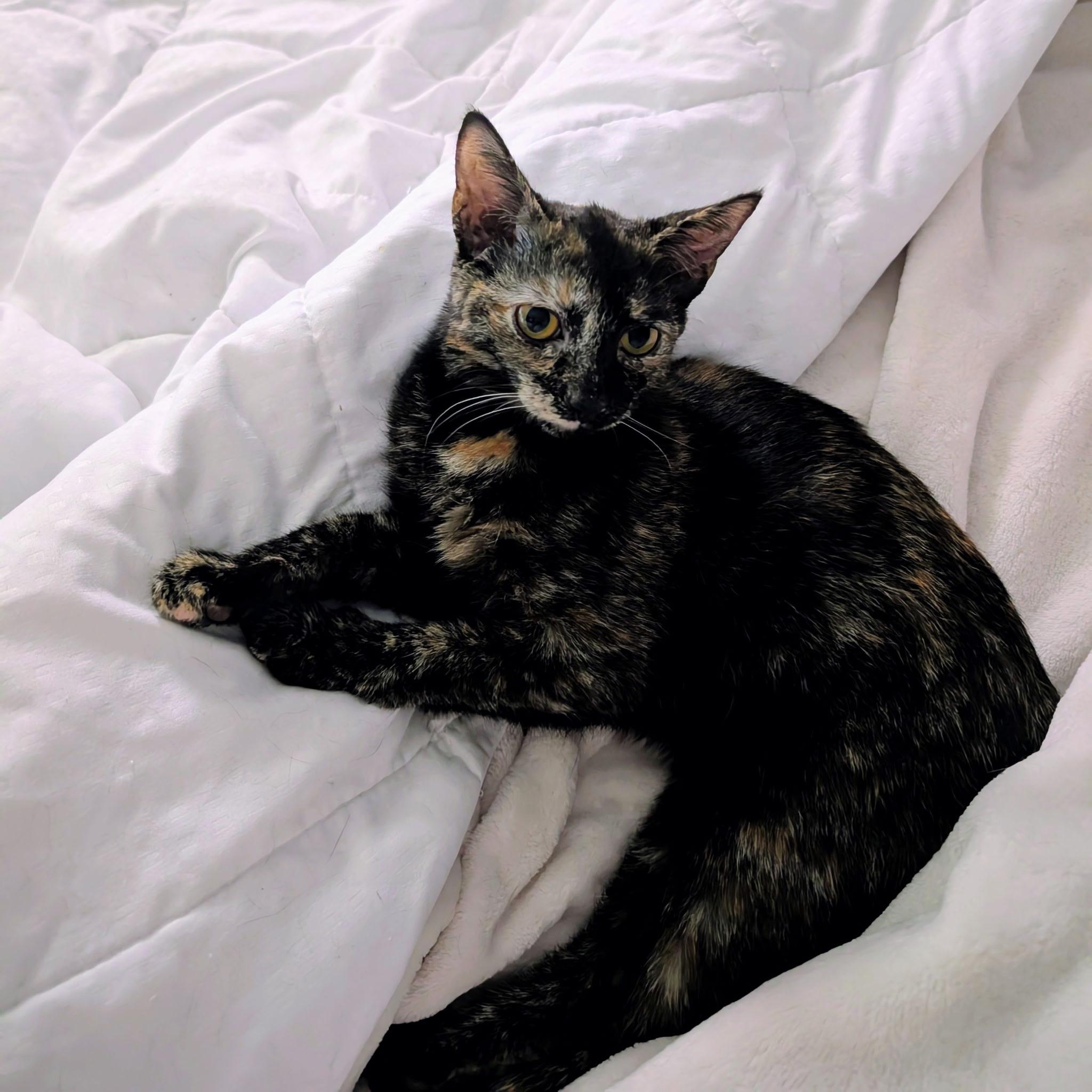 Enlarge Anne Bonny, a Adoptable Domestic Short Hair in Leesburg, VA image 1/6