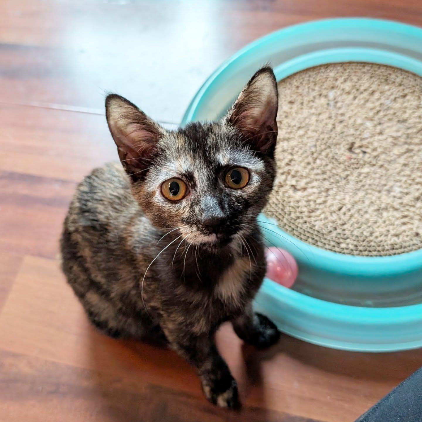 Enlarge Anne Bonny, a Adoptable Domestic Short Hair in Leesburg, VA image 2/6