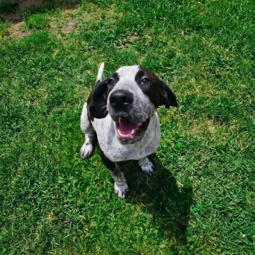 Enlarge Astro, a Adoptable German Shorthaired Pointer in Eau Claire, WI image 2/6