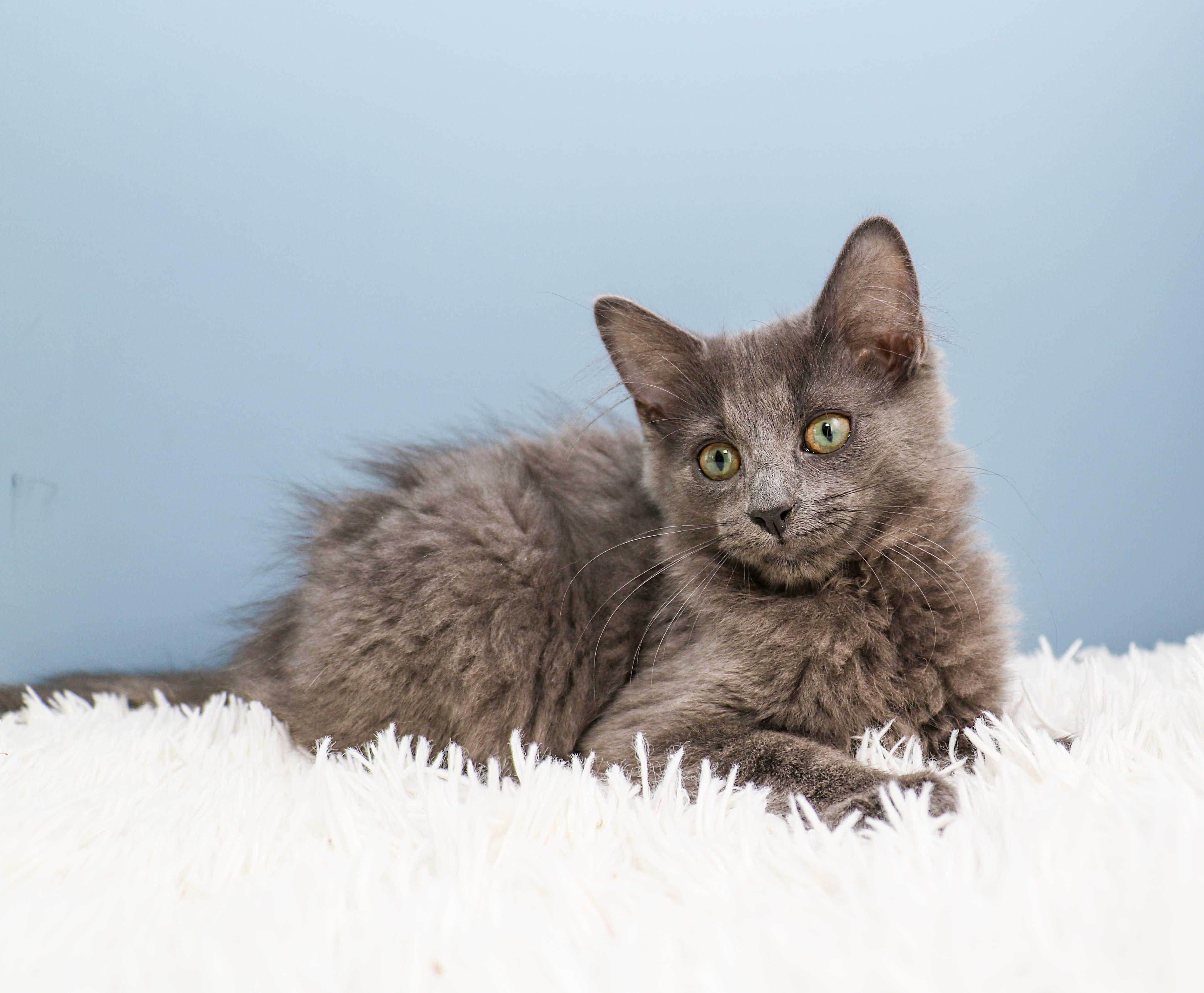 Car litter - Gremlin, adopted, Kitten Male Domestic Medium Hair.