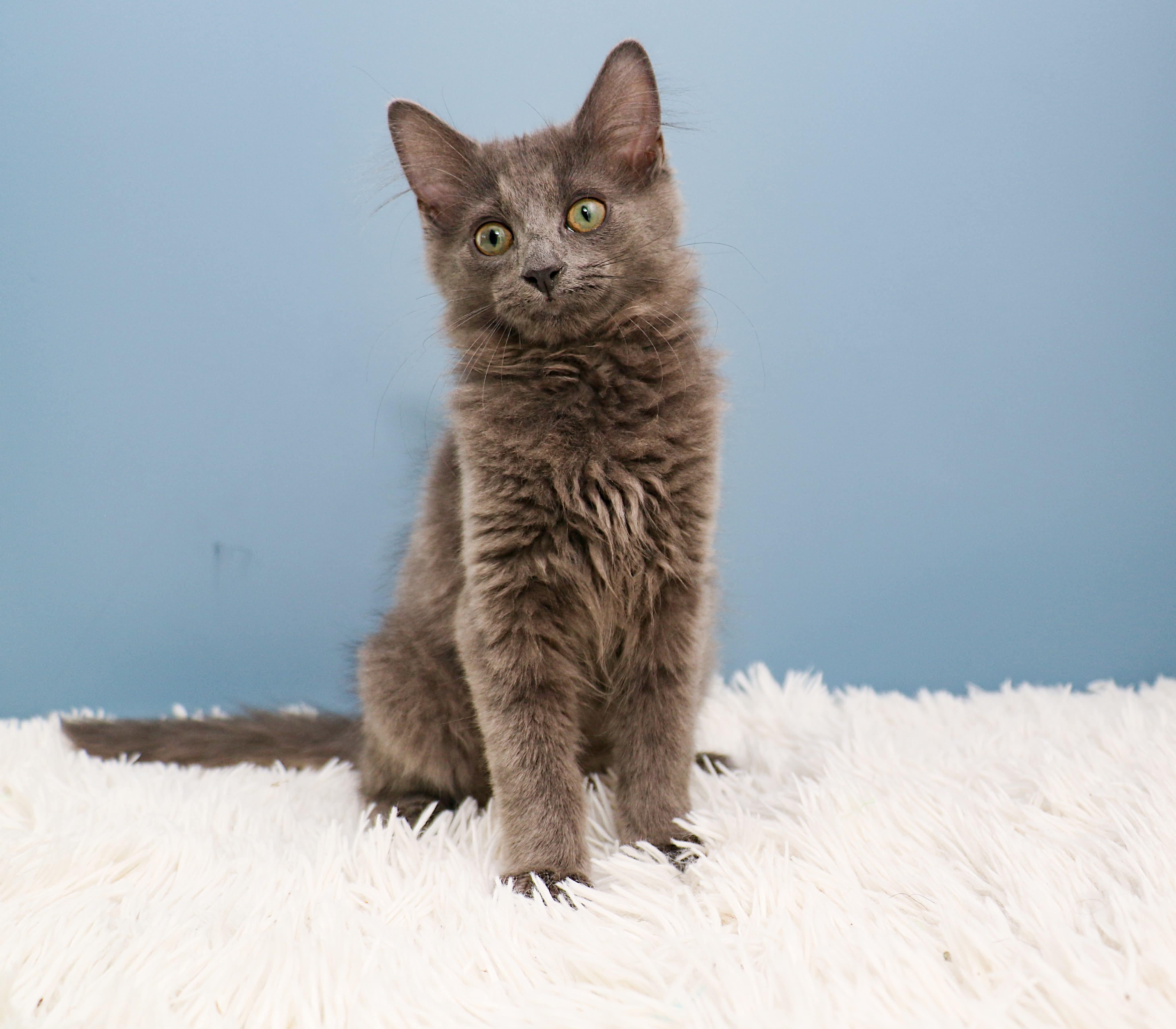 Enlarge Car litter - Gremlin, an adopted Domestic Medium Hair in Charlotte, NC image 2/2
