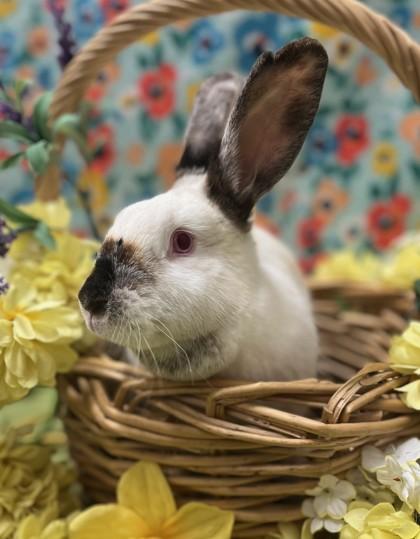 Radish, Adoptable, Adult Female Californian.
