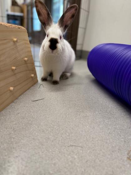 Enlarge Radish, a Adoptable Californian in Eugene, OR image 2/3