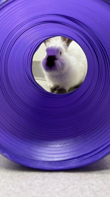 Enlarge Radish, a Adoptable Californian in Eugene, OR image 3/3