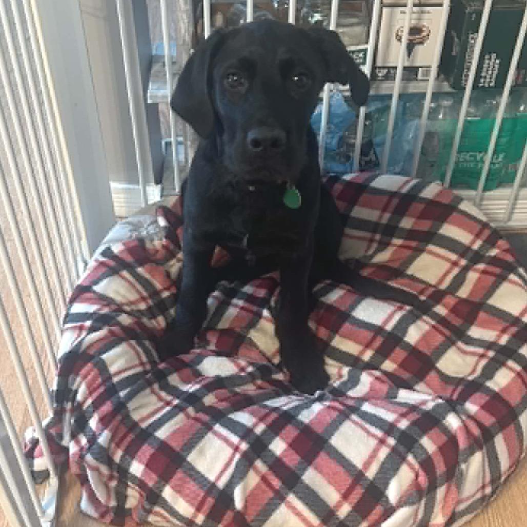 Petrie, Adoptable, Puppy Male Mixed Breed.