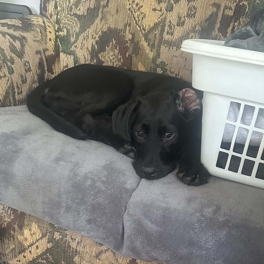 Petrie, a Adoptable Mixed Breed in Champlin, MN image 3/6