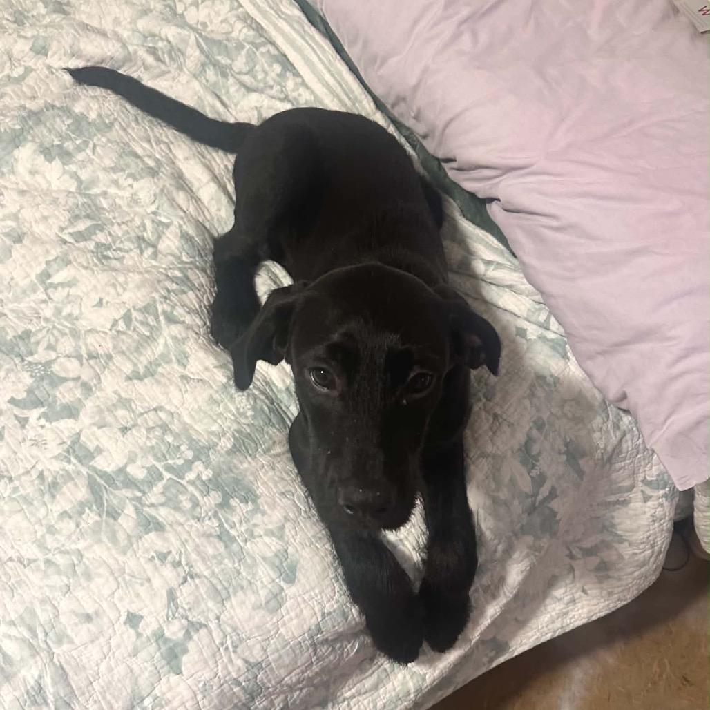 Petrie, a Adoptable Mixed Breed in Champlin, MN image 4/6