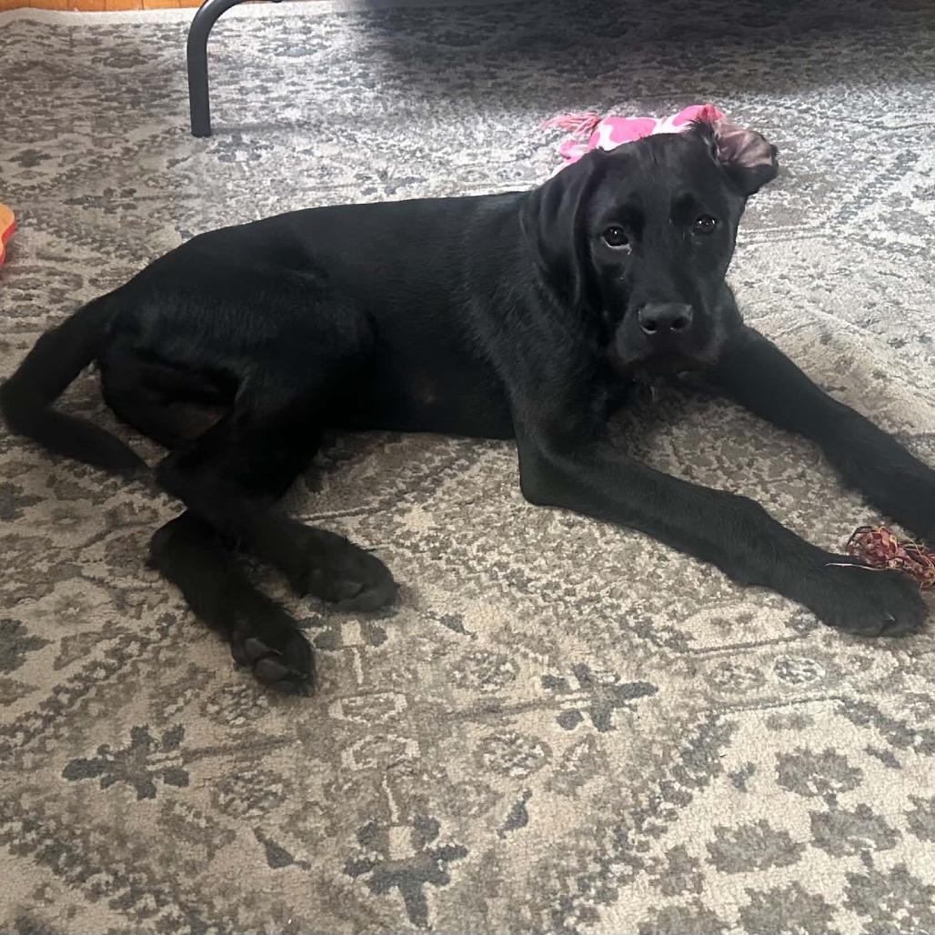 Petrie, a Adoptable Mixed Breed in Champlin, MN image 6/6