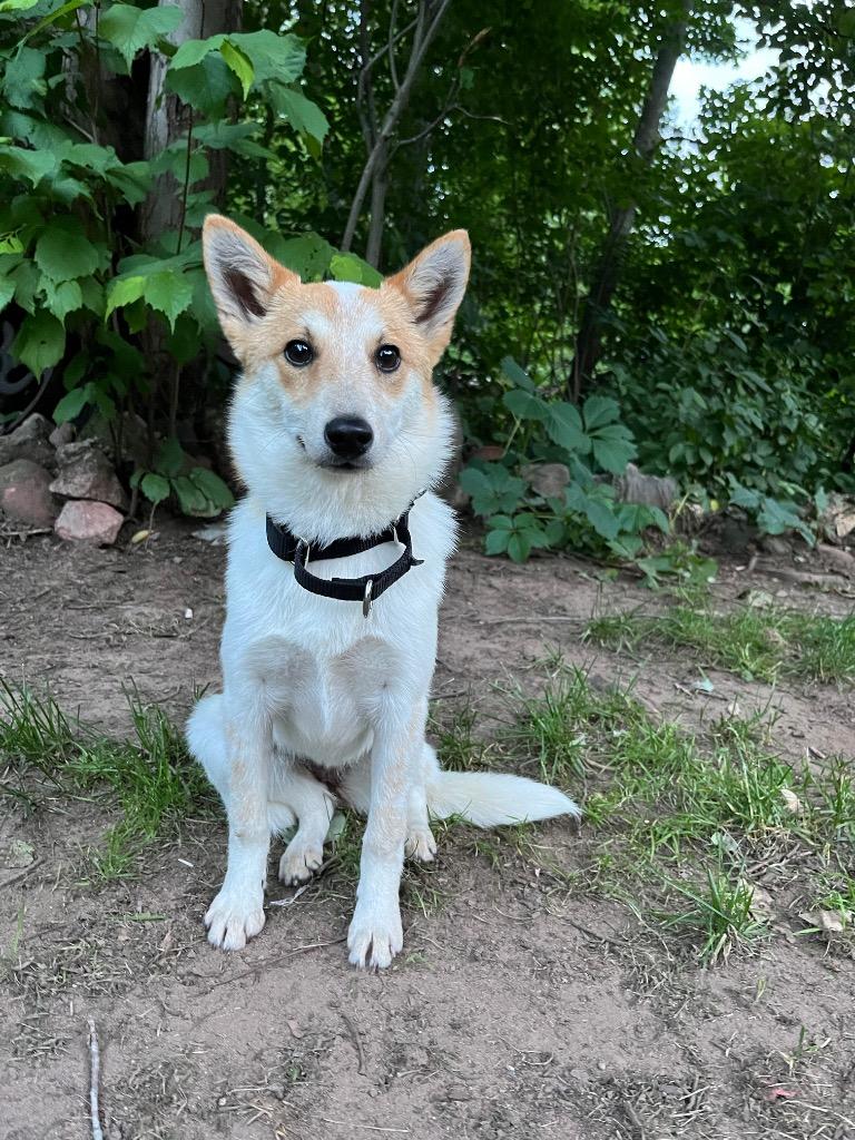 AD Foxy, Adoptable, Puppy Female Australian Cattle Dog / Blue Heeler & Mixed Breed.